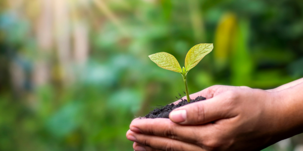 Dziczyzna i ekologia – jakie są zalety?